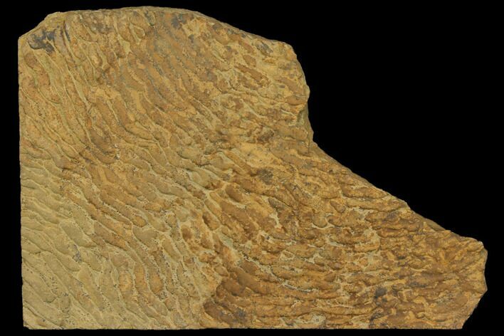Pennsylvanian, Fossil Microbial Mat - Oklahoma #114055